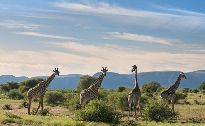 Marataba South Africa - Explore the Wildlife