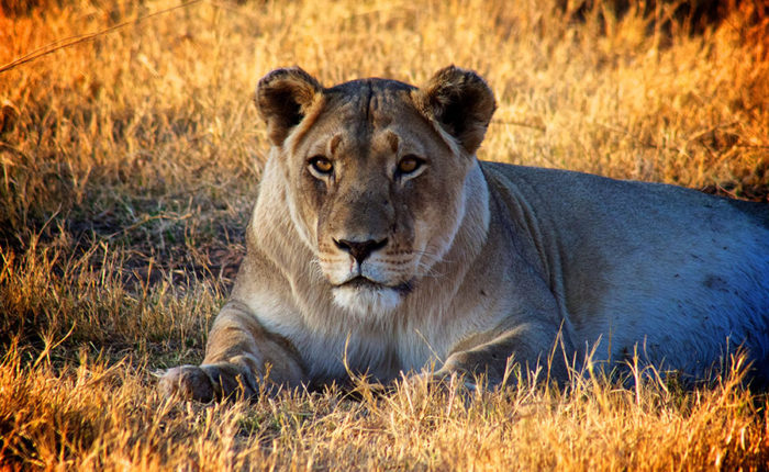 Marataba South Africa - Explore the Wildlife